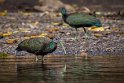 151 Sarapiqui, groene ibis